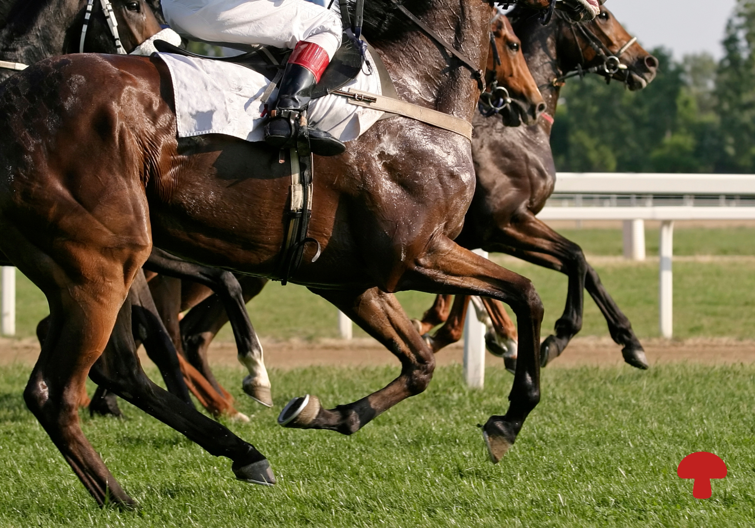 Shiitake, Reishi, and Cordyceps: What the Research Says About Functional Mushrooms for Horses