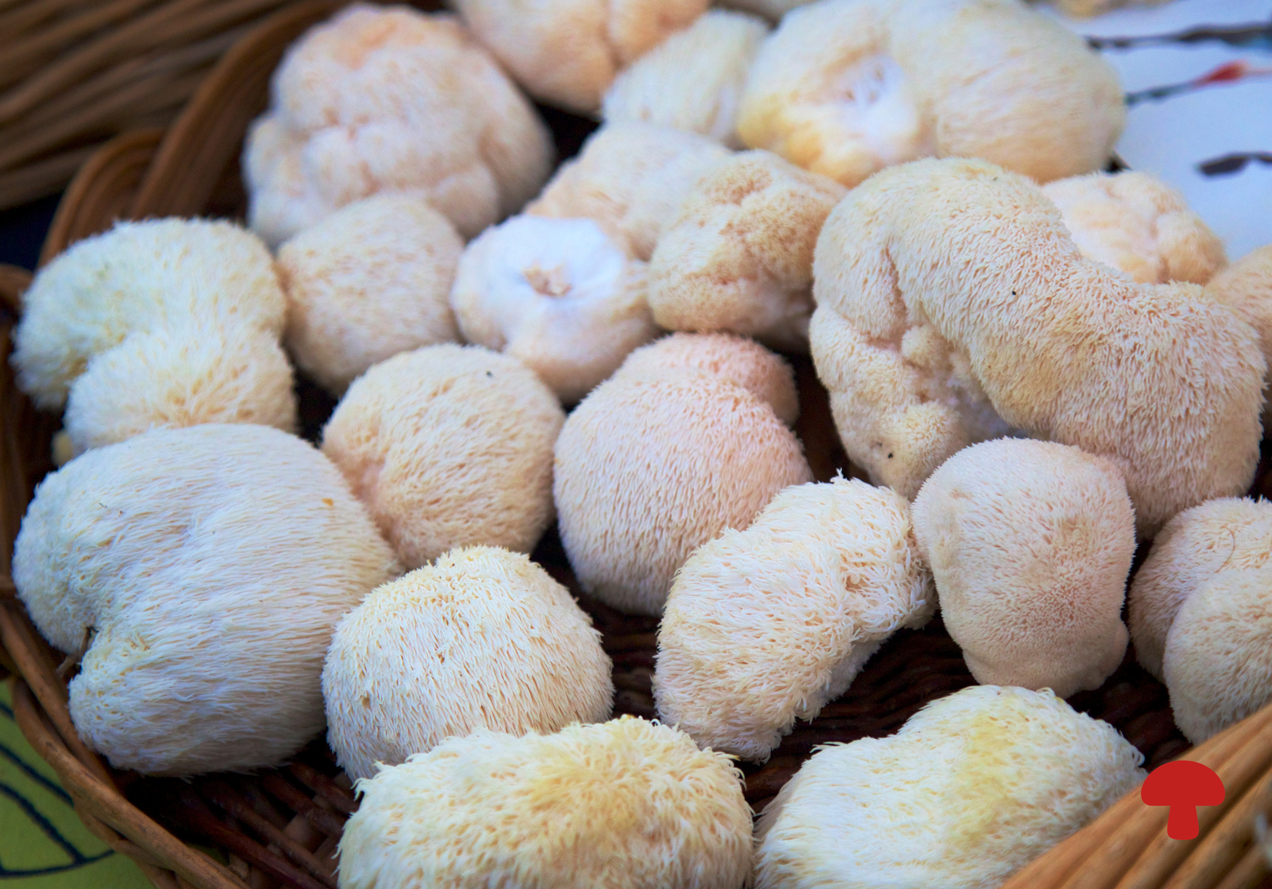 Lion's Mane for Brain Health: The Gut Connection Behind Hericenones and Erinacines