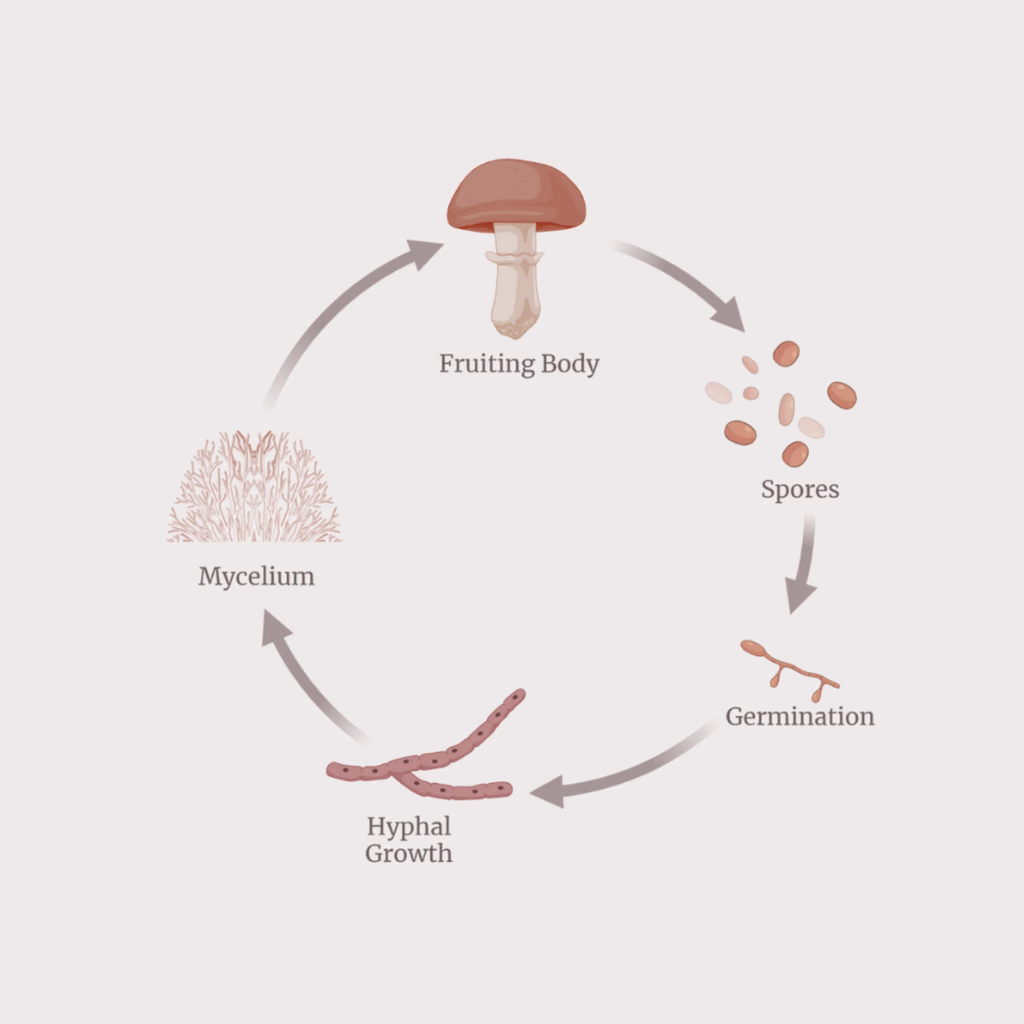 Functional mushroom lifecycle from spores through mycelium to the fruiting body