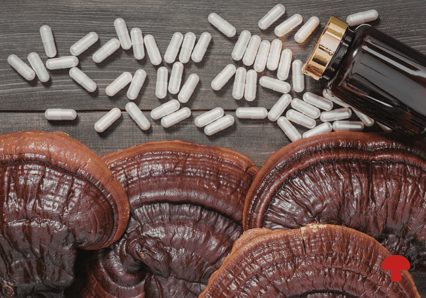Beta-Glucans 101: Understanding How Functional Mushrooms Support the Immune System