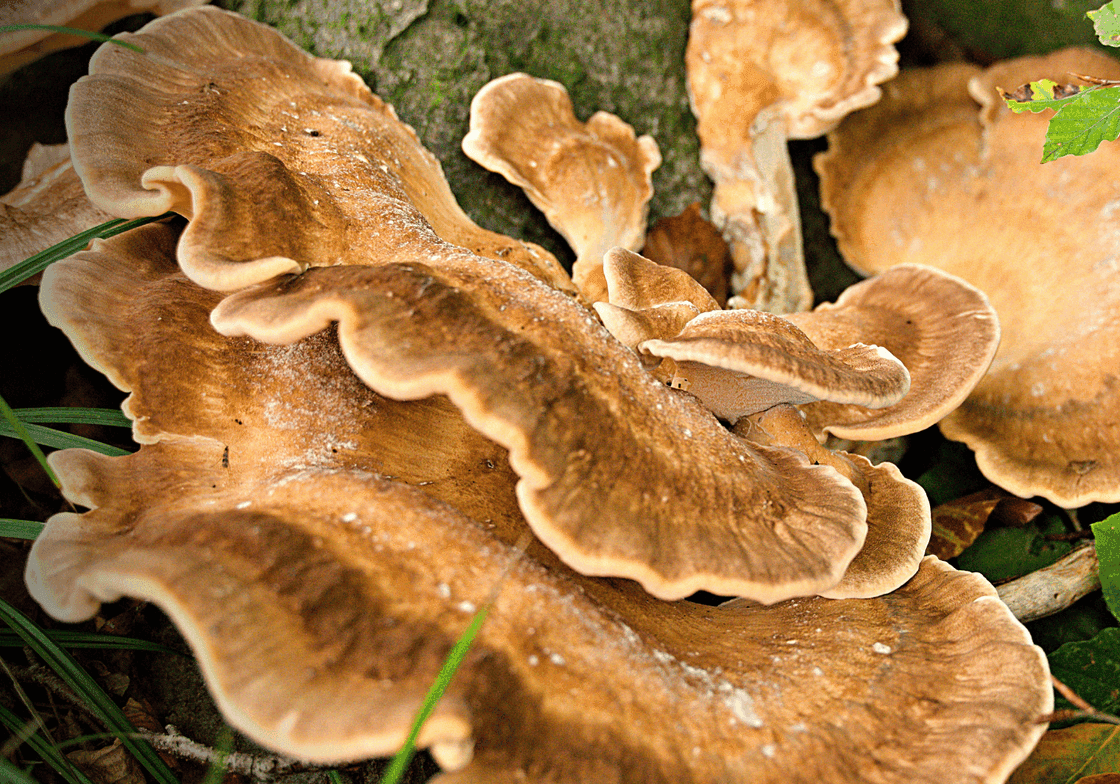 Functional Mushrooms vs Medicinal Mushrooms: What’s the Difference?