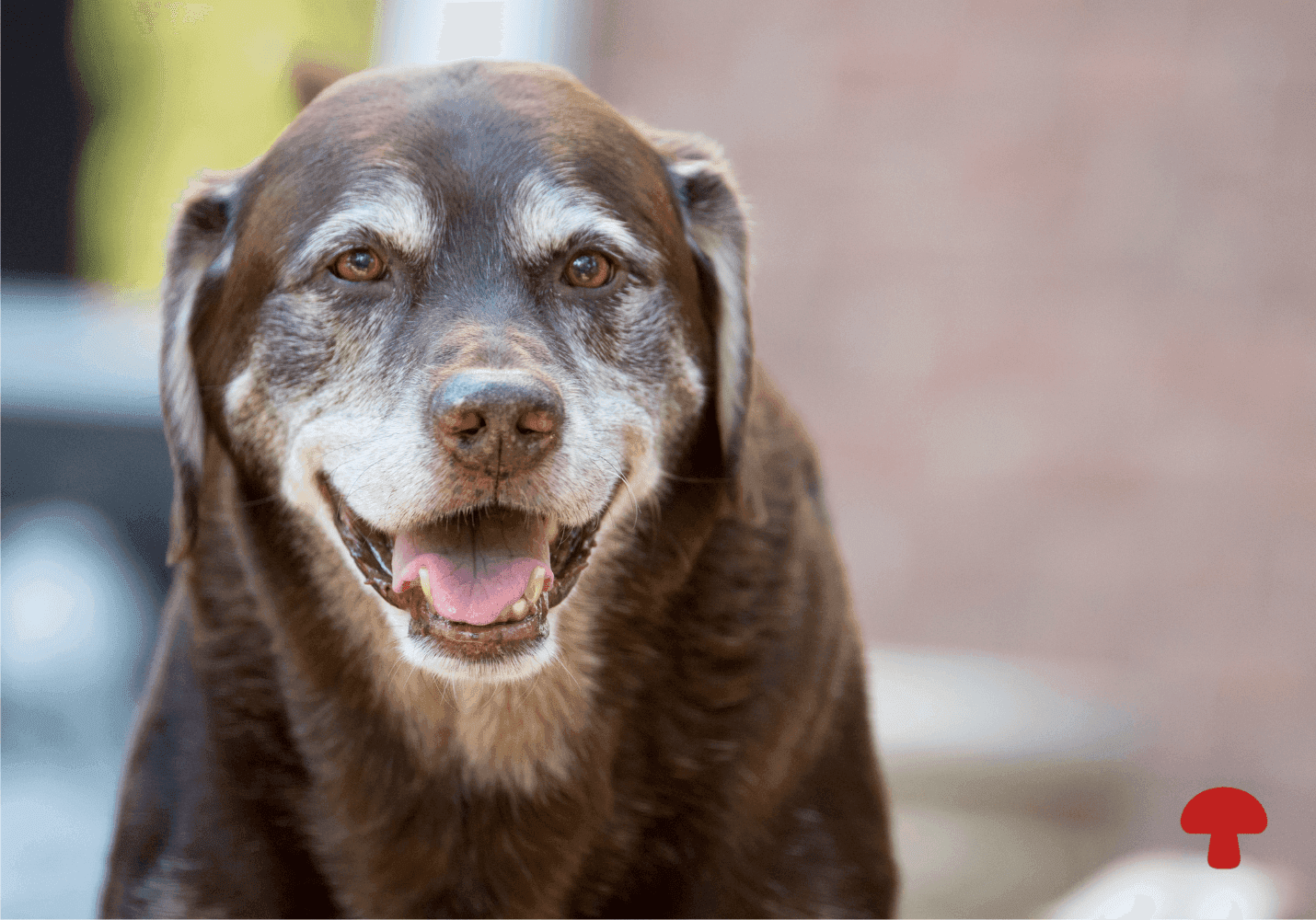 Lion’s Mane for Dogs: Support Canine Cognitive Decline & The "Senior Slide"