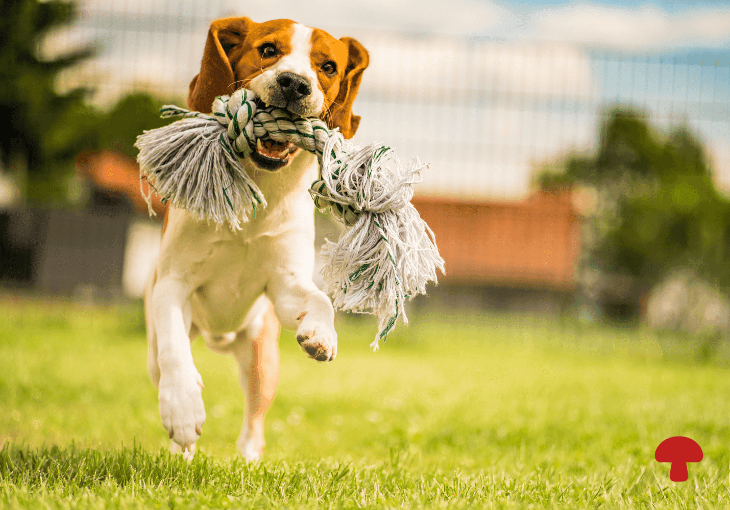 Reishi and King Oyster: A Functional Mushroom Approach to Seasonal Allergies in Dogs