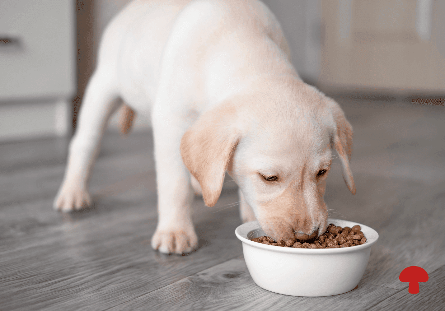 The Pet Mycobiome: How Functional Mushrooms Support Your Dog's Gut Health