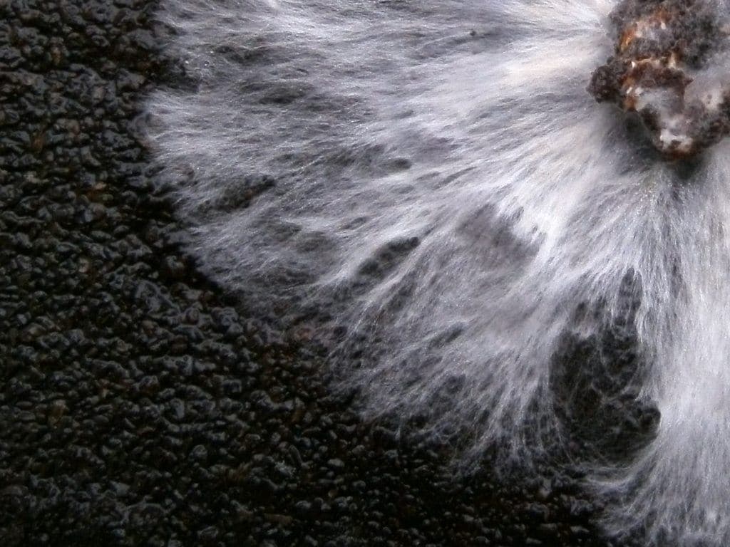 Pharmaceuticals Based on Mushroom Mycelium
