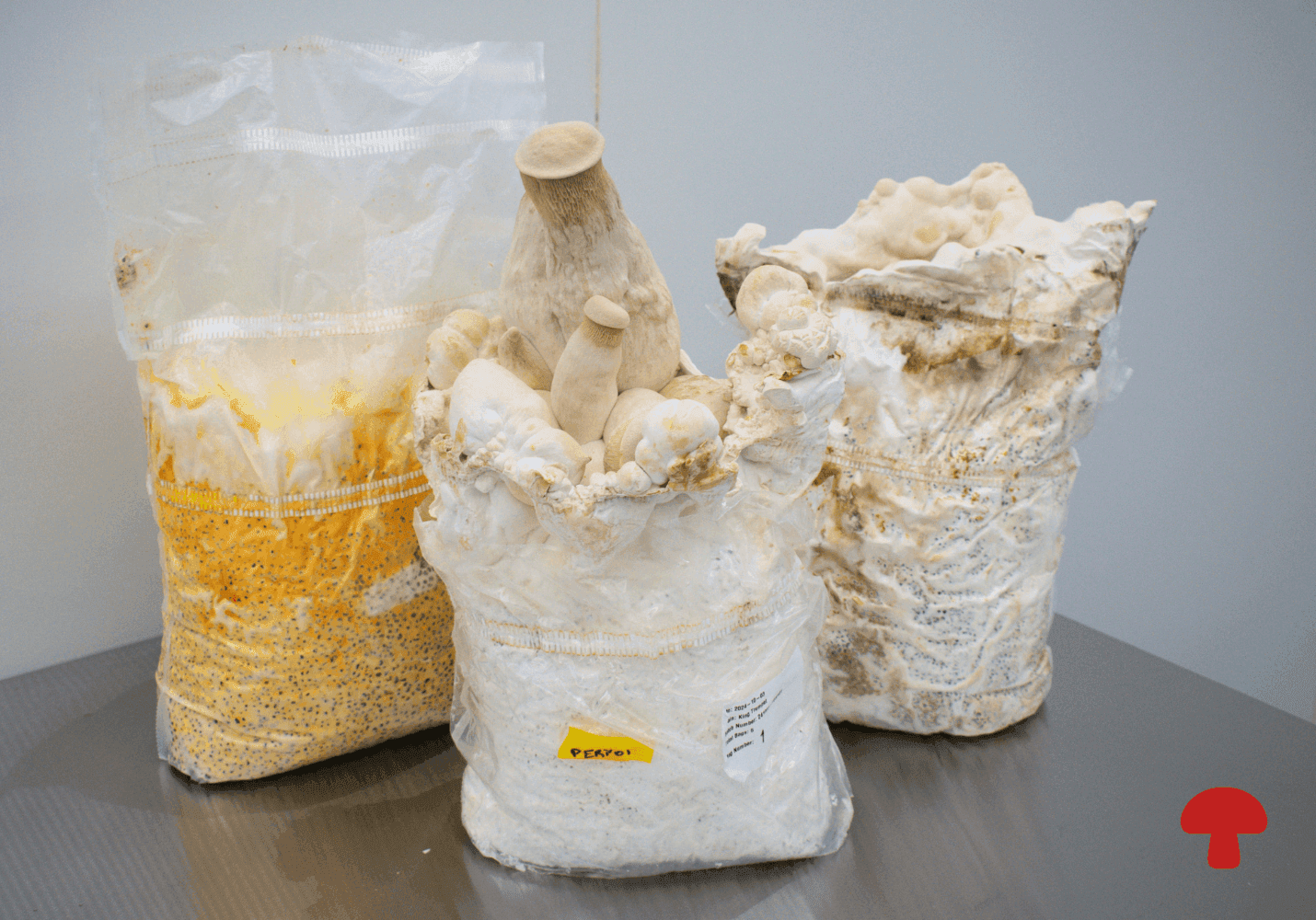 What SQF Certification Actually Means (And Why It Matters for Your Next Mushroom Supplier)