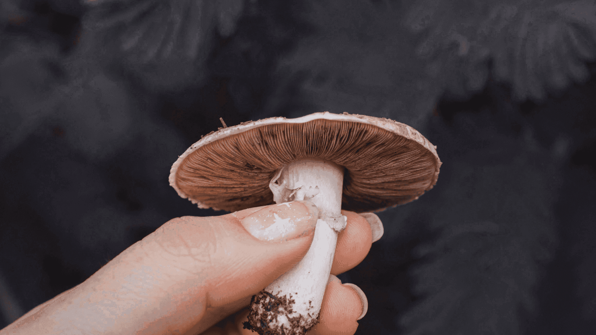 Mushroom fruiting bodies growing at the Myzel Organics facility