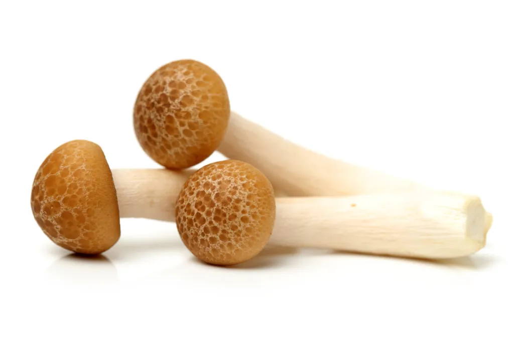 Organic Beech mushroom powder, full-spectrum, bulk supply