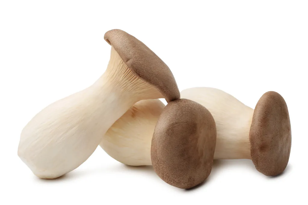 Organic King Oyster mushroom powder, full-spectrum, bulk supply