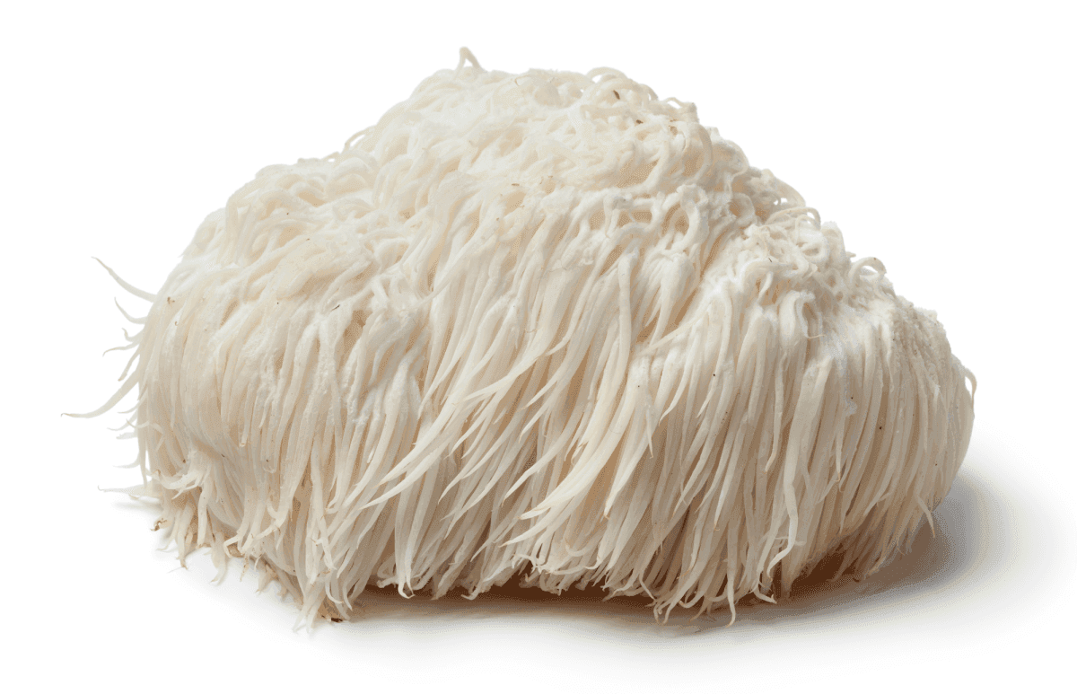Organic Lion's Mane mushroom powder, full-spectrum, bulk supply