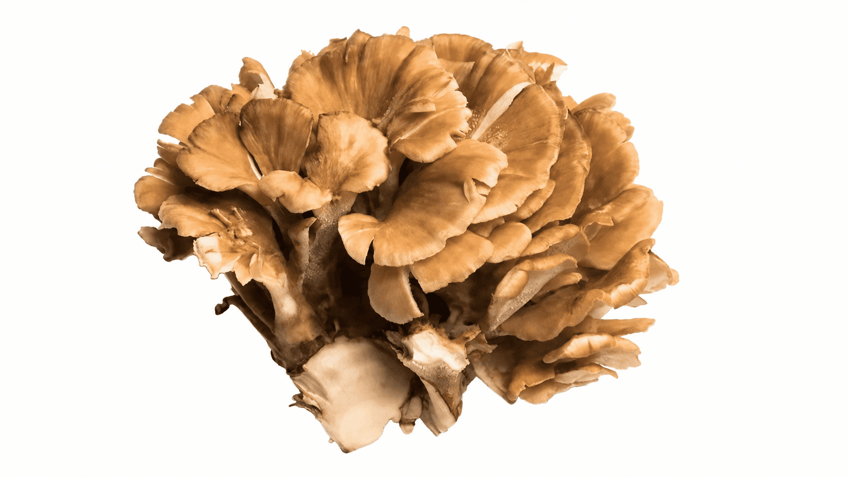 Organic Maitake mushroom powder, full-spectrum, bulk supply