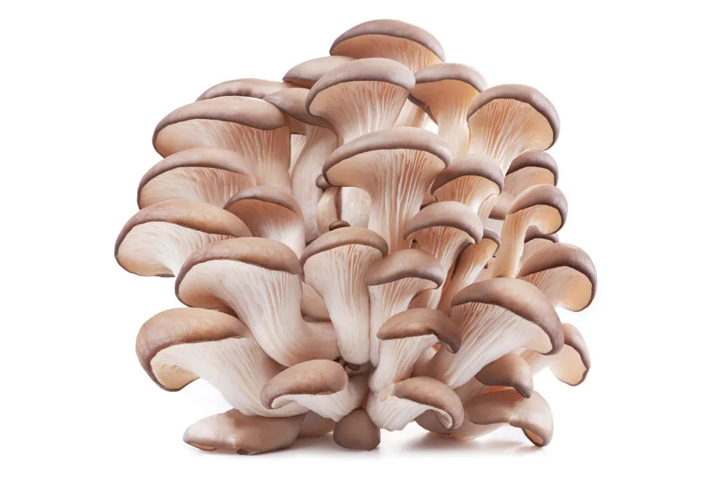 Organic Oyster mushroom powder, full-spectrum, bulk supply