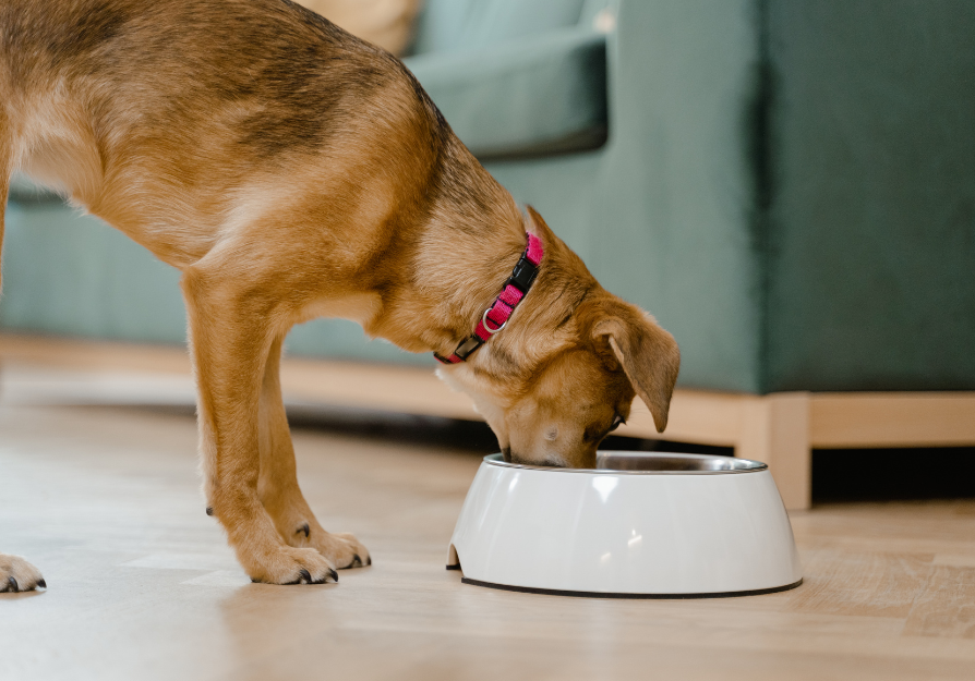 A dog eating from a bowl, the daily-inclusion use case full-spectrum mushroom powders are built for