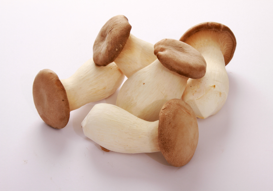 King Oyster mushrooms, studied for weight and metabolic support in pets