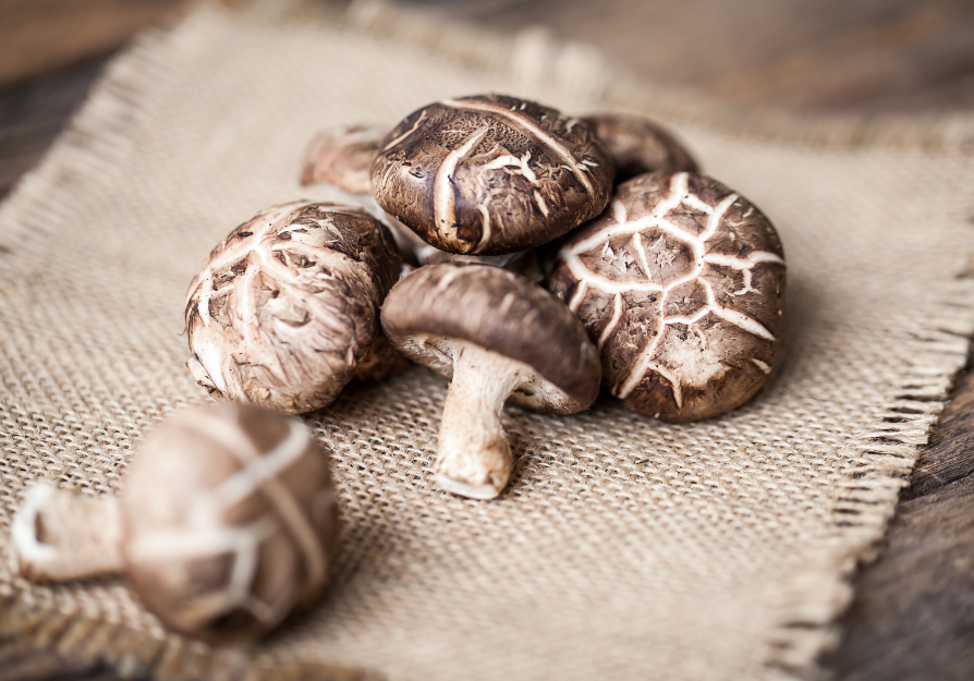 Shiitake mushrooms, one of four AAFCO-recognized species Myzel Organics cultivates for pet food