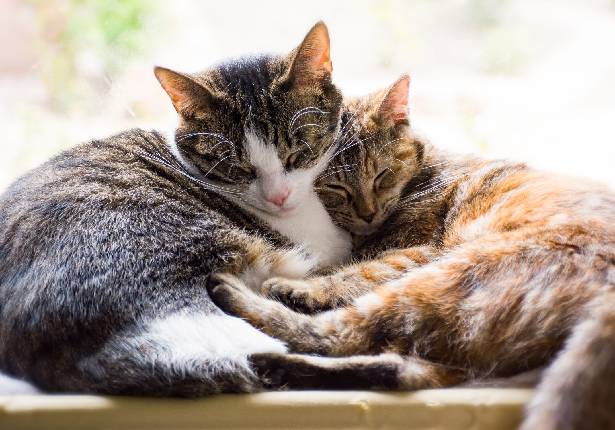A cat parent holding her healthy senior cat