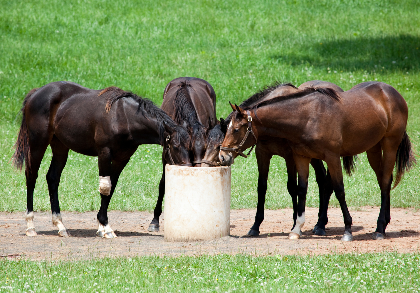 Horses eating together at a feeder