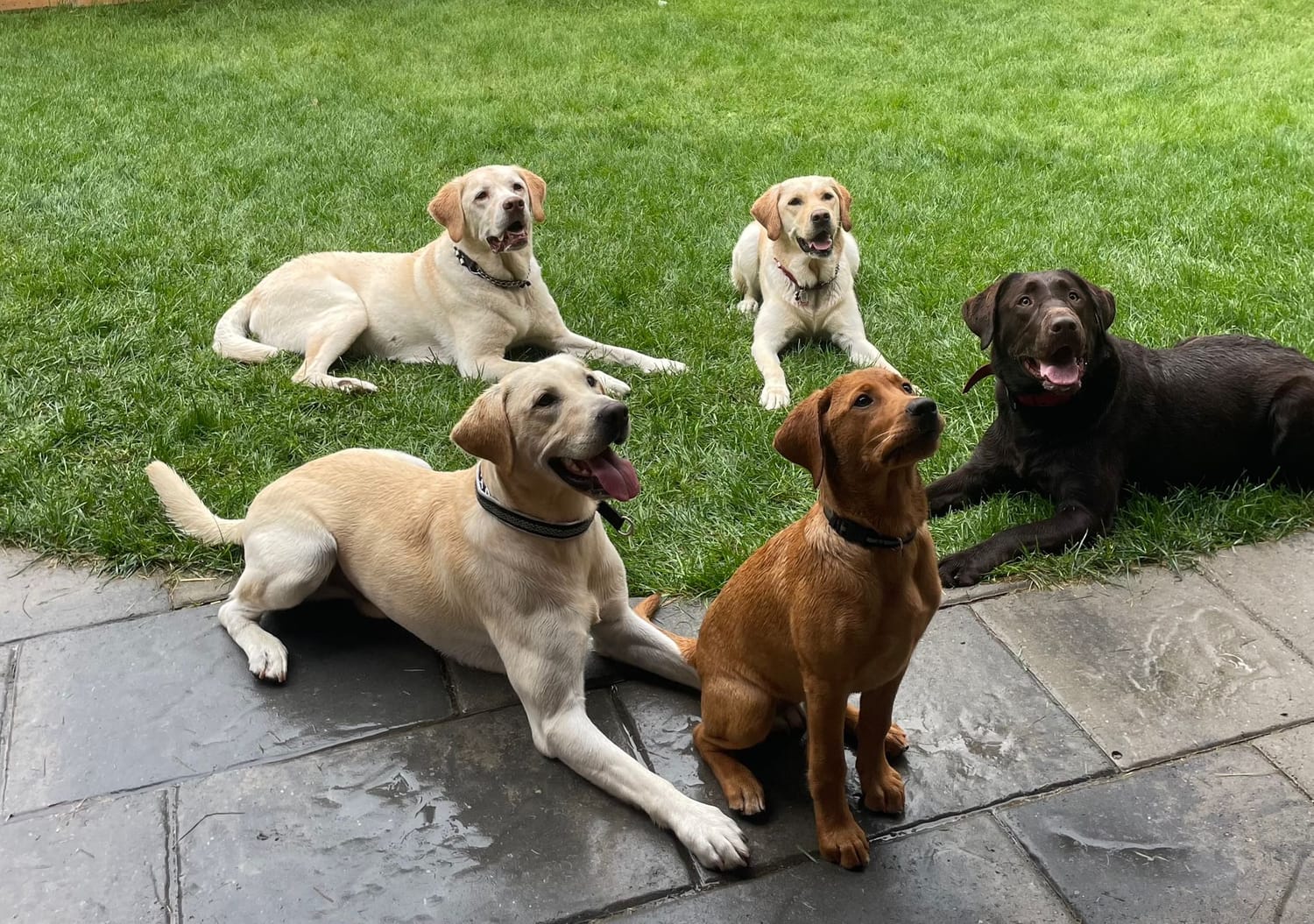 The Pet Mycobiome: How Functional Mushrooms Support Your Dog's Gut Health