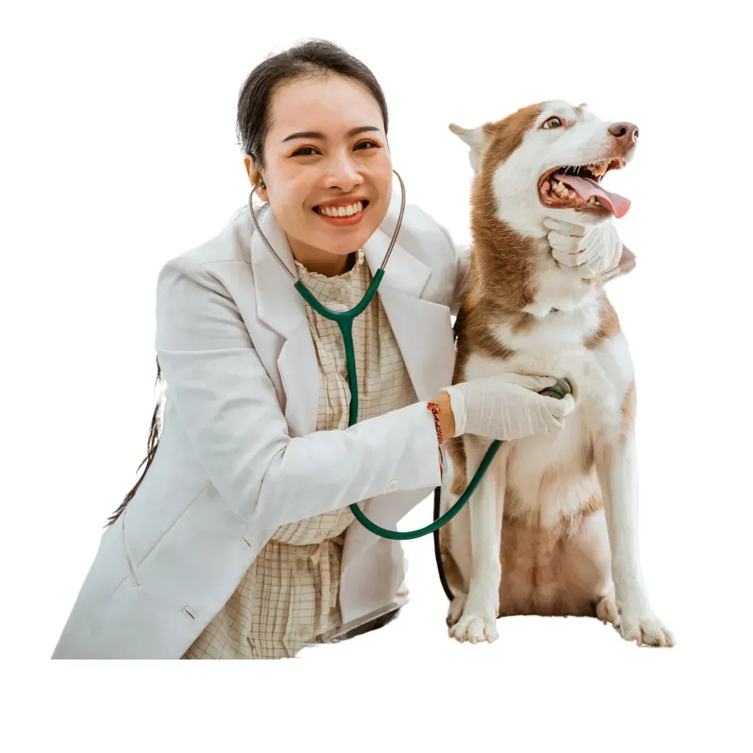 Functional Mushrooms for Pet Care