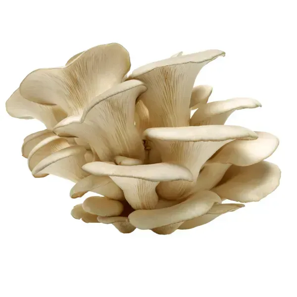 Pharmaceuticals Based on Mushroom Mycelium