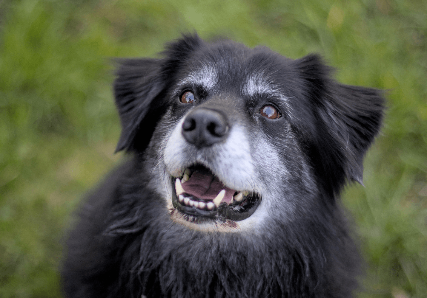 Lion’s Mane for Dogs: Support Canine Cognitive Decline & The "Senior Slide"