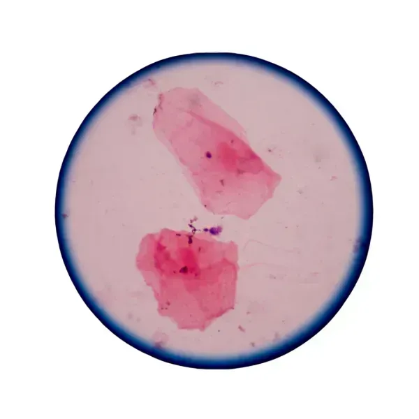 Pharmaceuticals Based on Mushroom Mycelium