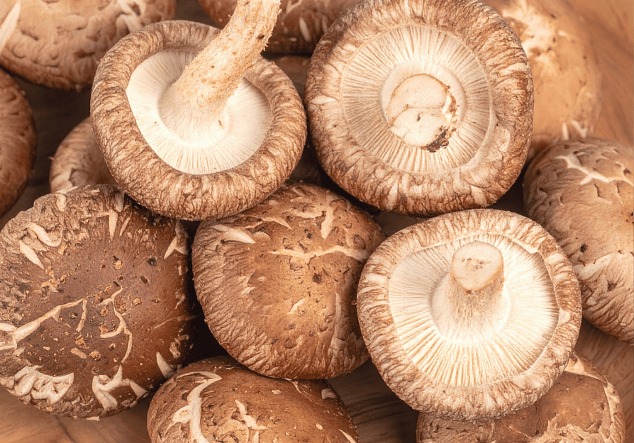 Gum Disease in Dogs: How Shiitake, Reishi, and Functional Mushrooms Support Oral Health