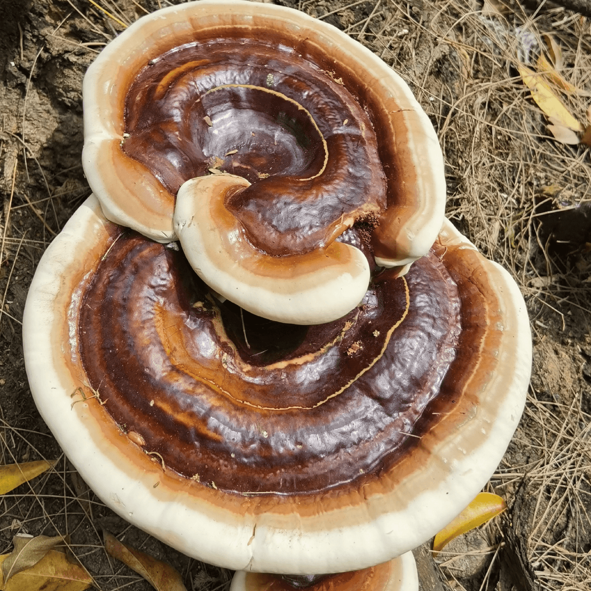 Reishi and King Oyster: A Functional Mushroom Approach to Seasonal Allergies in Dogs