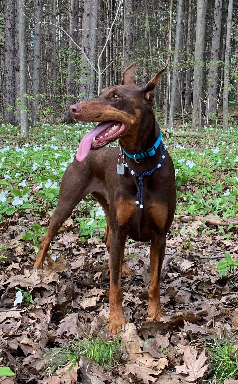 Reishi and King Oyster: A Functional Mushroom Approach to Seasonal Allergies in Dogs