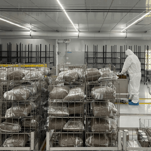 What SQF Certification Actually Means (And Why It Matters for Your Next Mushroom Supplier)