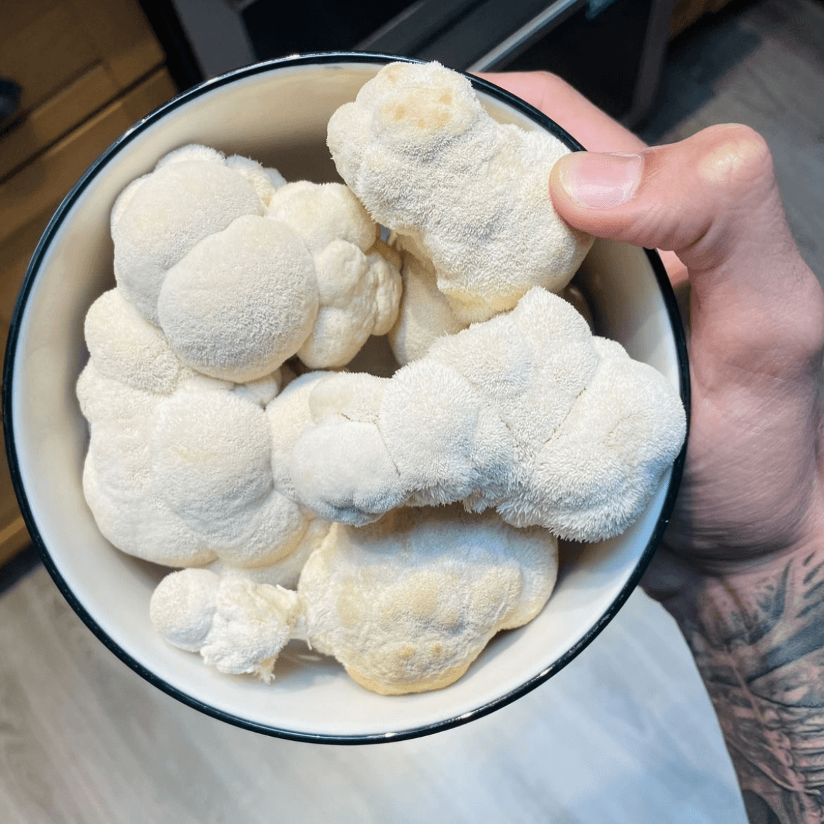 Fresh Lion's Mane mushrooms grown at Myzel Organics