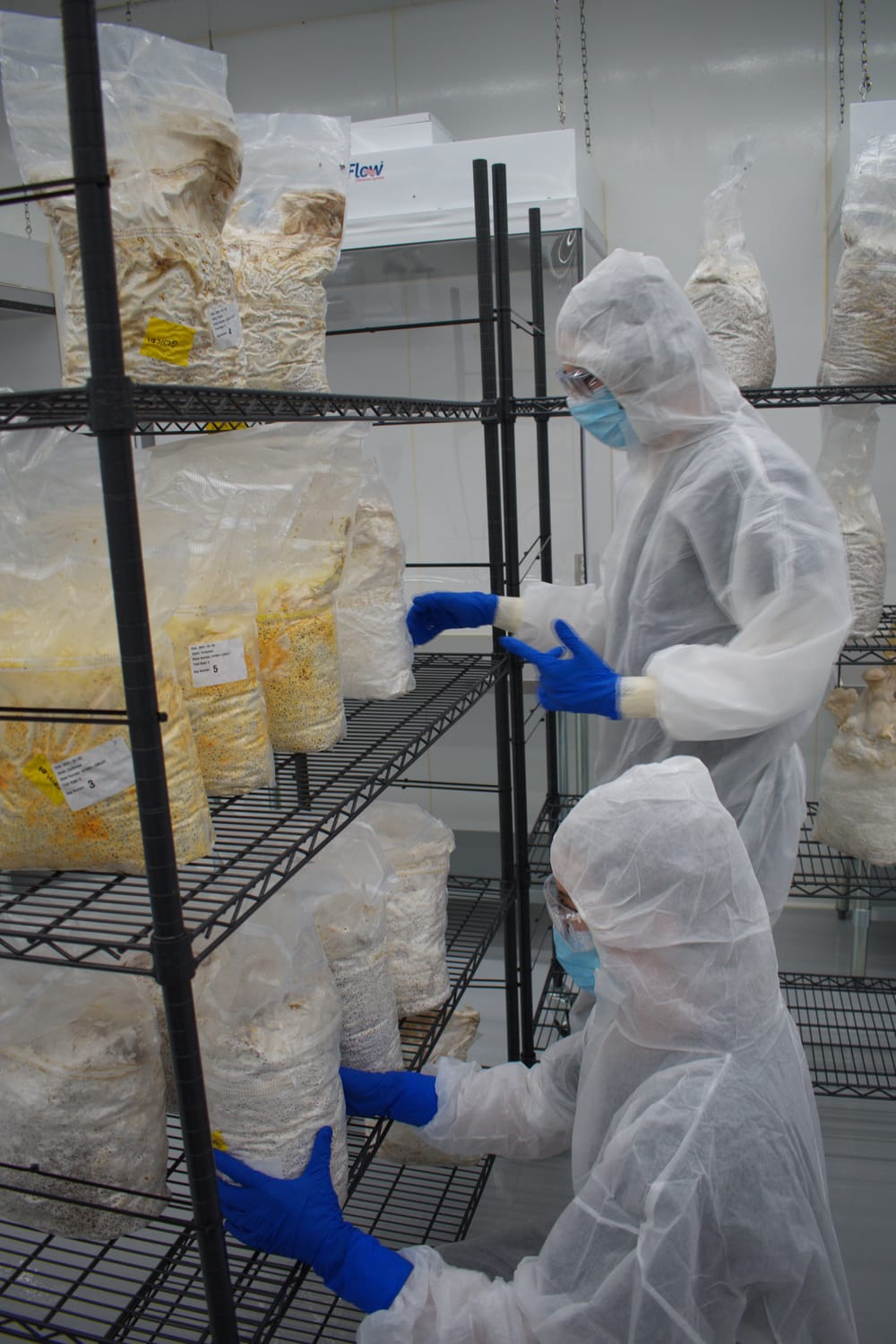 Mycelium Matters: Rethinking the Most Important Stage of the Mushroom Lifecycle