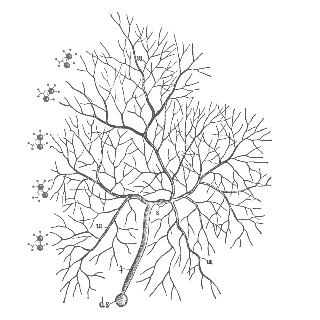 Pharmaceuticals Based on Mushroom Mycelium