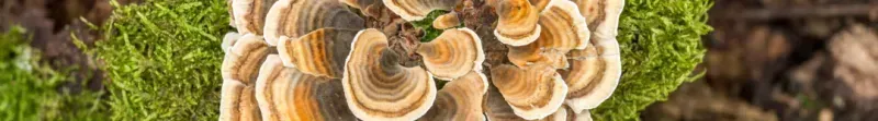 Functional Mushrooms and Mental Health