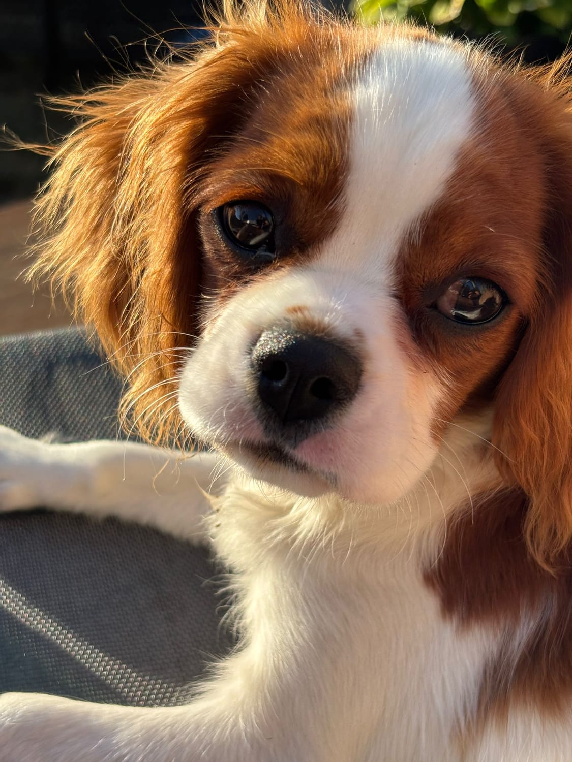 Gum Disease in Dogs: How Shiitake, Reishi, and Functional Mushrooms Support Oral Health