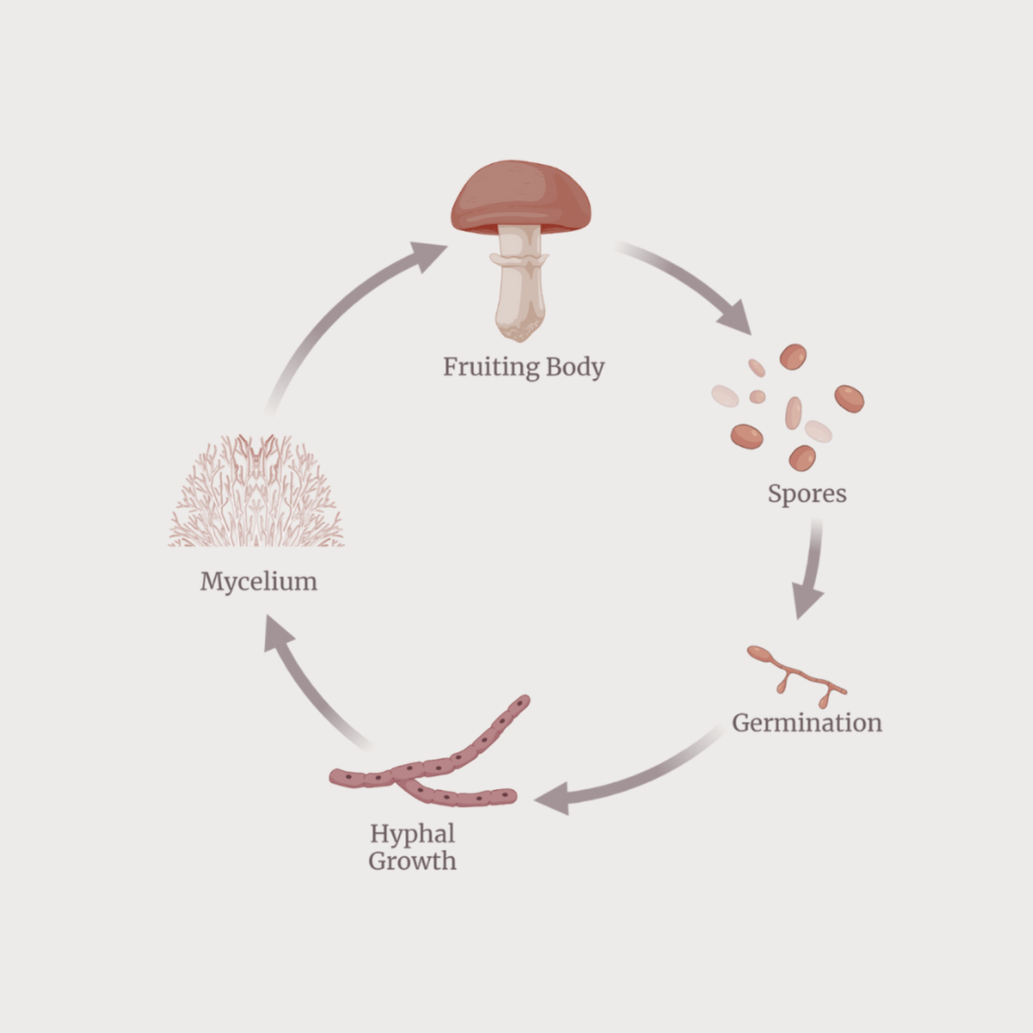 How to Meet Year-Round Demand for Mushrooms