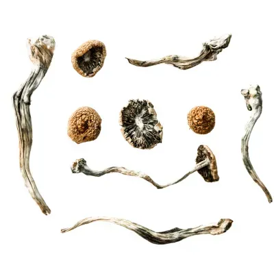 Are Functional Mushrooms Legal?