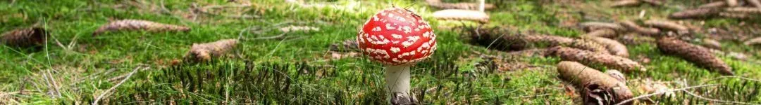 Functional Mushrooms and Mental Health