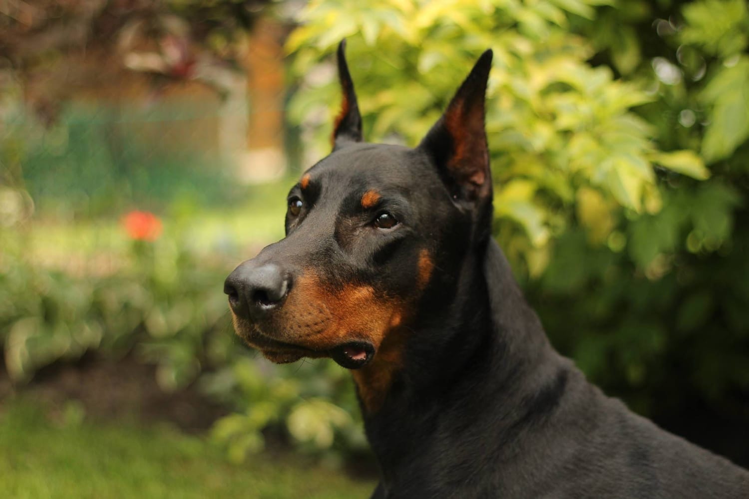 The Humanization of Pet Nutrition: Why Functional Mushrooms Are in Your Dog's Bowl