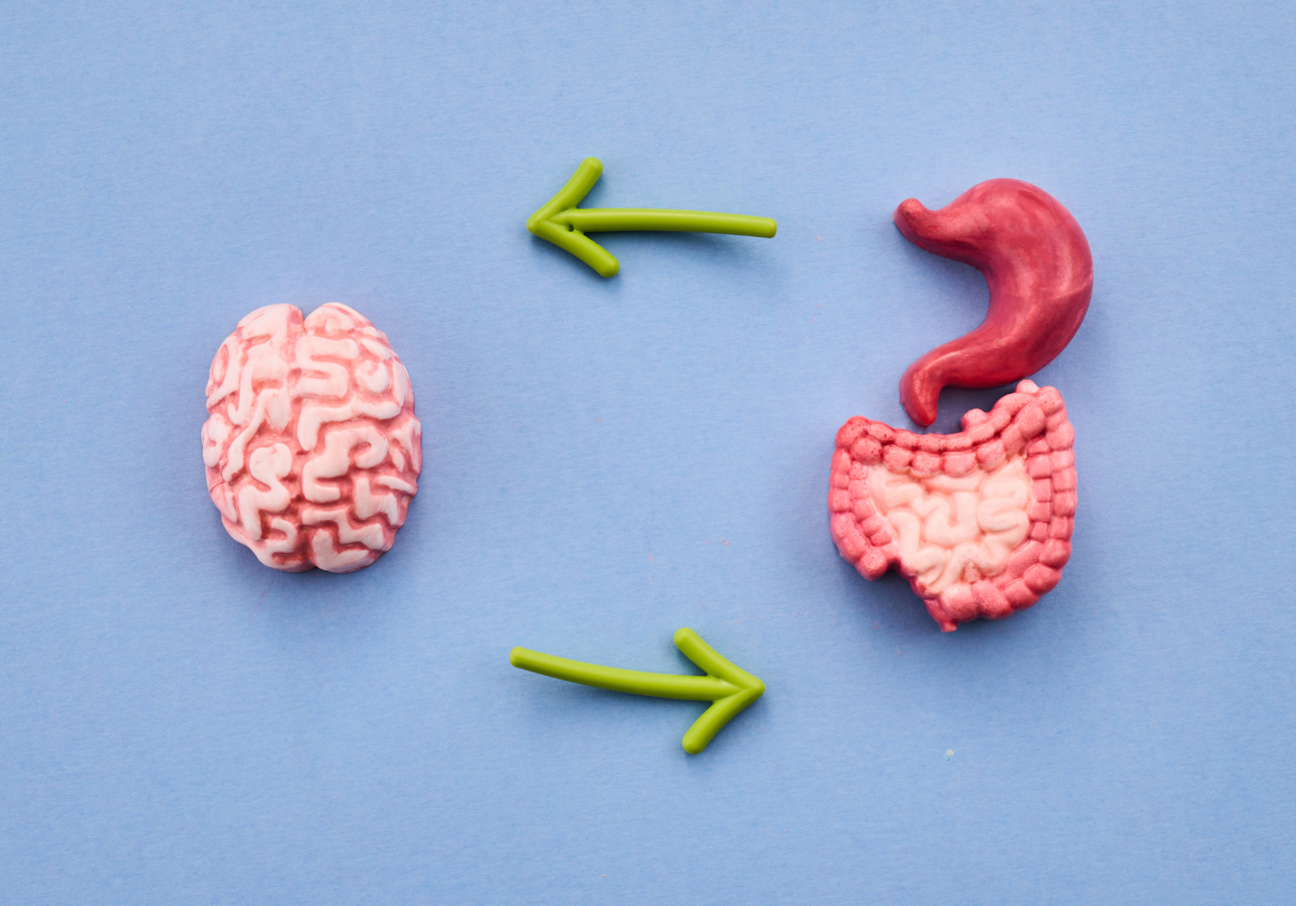 Illustration of the two-way gut-brain connection